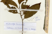 <strong>Sapotaceae - Mimusops - Mimusops andongensis Hiern</strong><br />© hnb