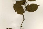 <strong>Celtidaceae - Celtis - Celtis toka (Forssk.) Hepper & J.R.I.Wood</strong><br />© hnb