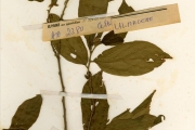 <strong>Celtidaceae - Celtis - Celtis zenkeri Engl.</strong><br />© hnb