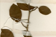 <strong>Flacourtiaceae - Oncoba - Oncoba spinosa Forssk.</strong><br />© hnb