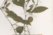 <strong>Acanthaceae - Lepidagathis - Lepidagathis alopecuroides (Vahl) R.Br. ex Griseb.</strong><br />© hnb