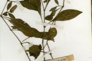 <strong>Acanthaceae - Lepidagathis - Lepidagathis alopecuroides (Vahl) R.Br. ex Griseb.</strong><br />© hnb