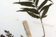 <strong>Lomariopsidaceae - Bolbitis - Bolbitis heudelotii (Bory ex Fée) Alston</strong><br />© hnb
