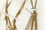 <strong>Poaceae - Andropogon - Andropogon gayanus Kunth</strong><br />© hnb