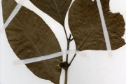 <strong>Rubiaceae - Psychotria - Psychotria psychotrioides (DC.) Roberty</strong><br />© hnb