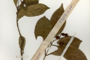 <strong>Myrtaceae - Syzygium - Syzygium guineense (Willd.) DC. subsp. guineense</strong><br />© hnb