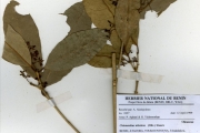 <strong>Oleaceae - Chionanthus - Chionanthus niloticus (Oliv.) Stearn</strong><br />© hnb