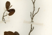 <strong>Euphorbiaceae - Antidesma - Antidesma venosum E.Mey. ex Tul.</strong><br />© hnb