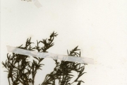 <strong>Rubiaceae - Oldenlandia - Oldenlandia capensis L.f. var. pleiosepala Bremek.</strong><br />© hnb