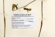 <strong>Orchidaceae - Nervilia - Nervilia bicarinata (Blume) Schltr.</strong><br />© hnb