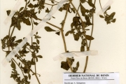 <strong>Molluginaceae - Glinus - Glinus lotoides L.</strong><br />© hnb