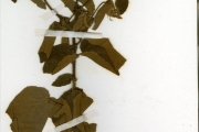 <strong>Tiliaceae - Triumfetta - Triumfetta tomentosa Bojer</strong><br />© hnb