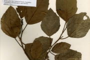 <strong>Moraceae - Ficus - Ficus sur Forssk.</strong><br />© hnb