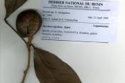 <strong>Loganiaceae - Strychnos - Strychnos nigritana Baker</strong><br />© hnb