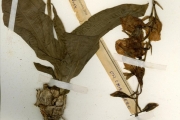 <strong>Orchidaceae - Eulophia - Eulophia guineensis Lindl.</strong><br />© hnb