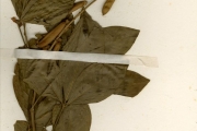 <strong>Leguminosae-Papilionoideae - Crotalaria - Crotalaria pallida Aiton var. pallida</strong><br />© hnb