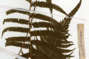 <strong>Thelypteridaceae - Cyclosorus - Cyclosorus dentatus (Forssk.) Ching</strong><br />© hnb