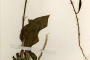 <strong>Orchidaceae - Eulophia - Eulophia leonensis Rolfe</strong><br />© hnb