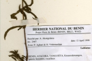 <strong>Lamiaceae - Haumanniastrum - Haumaniastrum buttneri (Gürke) J.K.Morton</strong><br />© hnb