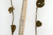<strong>Tiliaceae - Grewia - Grewia cissoides Hutch. & Dalziel</strong><br />© hnb