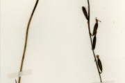 <strong>Orchidaceae - Eulophia - Eulophia monile Rchb.f.</strong><br />© hnb
