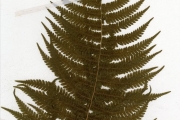 <strong>Thelypteridaceae - Christella - Christella dentata (Forssk.) Brownsey & Jermy</strong><br />© hnb