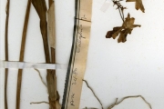<strong>Orchidaceae - Eulophia - Eulophia cristata (Sw.) Steud.</strong><br />© hnb