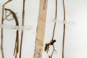 <strong>Orchidaceae - Eulophia - Eulophia flavopurpurea (Rchb.f.) Rolfe</strong><br />© hnb