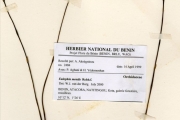 <strong>Orchidaceae - Eulophia - Eulophia monile Rchb.f.</strong><br />© hnb