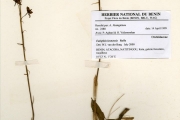<strong>Orchidaceae - Eulophia - Eulophia leonensis Rolfe</strong><br />© hnb