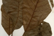 <strong>Euphorbiaceae - Uapaca - Uapaca togoensis Pax</strong><br />© hnb