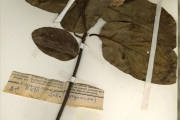 <strong>Apocynaceae - Saba - Saba comorensis (Bojer) Pichon</strong><br />© hnb