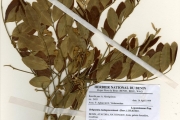 <strong>Leguminosae-Papilionoideae - Bobgunnia - Bobgunnia madagascariensis (Desv.) J.H.Kirkbr.</strong><br />© hnb