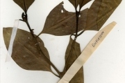 <strong>Rubiaceae - Psychotria - Psychotria psychotrioides (DC.) Roberty</strong><br />© hnb