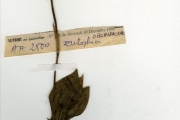 <strong>Orchidaceae - Eulophia - Eulophia guineensis Lindl.</strong><br />© hnb