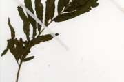 <strong>Lomariopsidaceae - Bolbitis - Bolbitis heudelotii (Bory ex Fée) Alston</strong><br />© hnb