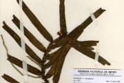<strong>Orchidaceae - Calyptrochilum - Calyptrochilum christyanum (Rchb.f.) Summerh.</strong><br />© hnb
