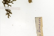<strong>Lycopodiaceae - Lycopodiella - Lycopodiella cernua (L.) Pic.Serm.</strong><br />© hnb