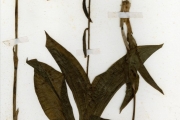 <strong>Orchidaceae - Eulophia - Eulophia guineensis Lindl.</strong><br />© hnb