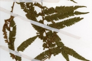 <strong>Pteridophyta - Cyclosorus - Cyclosorus dentatus (Forssk.) Ching</strong><br />© hnb