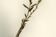 <strong>Convolvulaceae - Ipomoea - Ipomoea vagans Baker</strong><br />© hnb