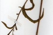 <strong>Euphorbiaceae - Jatropha - Jatropha atacorensis A.Chev.</strong><br />© hnb