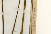 <strong>Orchidaceae - Eulophia - Eulophia cristata (Sw.) Steud.</strong><br />© hnb