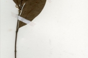 <strong>Rubiaceae - Pouchetia - Pouchetia africana A.Rich. ex DC.</strong><br />© hnb