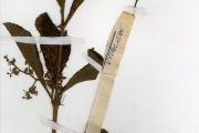 <strong>Vitaceae - Cyphostemma - Cyphostemma crotalarioides (Planch.) Desc. ex Willd. & Drumm.</strong><br />© hnb