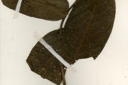 <strong>Rubiaceae - Ixora - Ixora brachypoda DC.</strong><br />© hnb