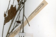 <strong>Ochnaceae - Ochna - Ochna schweinfurthiana F.Hoffm.</strong><br />© hnb