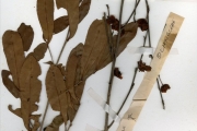 <strong>Ochnaceae - Ochna - Ochna schweinfurthiana F.Hoffm.</strong><br />© hnb