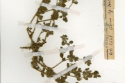 <strong>Molluginaceae - Glinus - Glinus lotoides L.</strong><br />© hnb