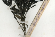 <strong>Scrophulariaceae - Cycnium - Cycnium adoense E.Meyer ex Benth. subsp. camporum (Engl.) O.J.Hansen</strong><br />© hnb